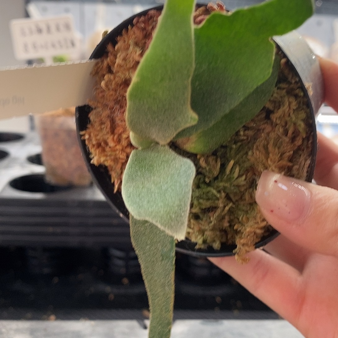 无花朵玉女鹿角蕨