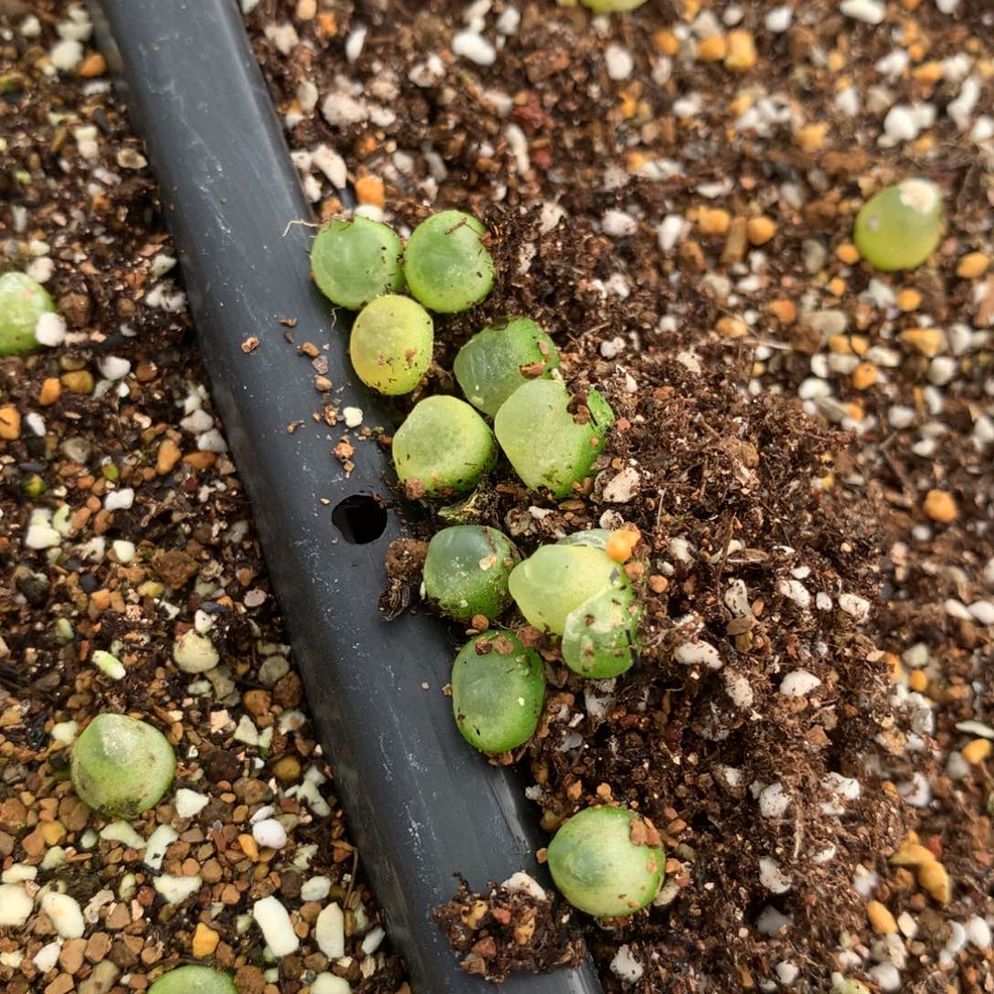 61号大王拉登10颗