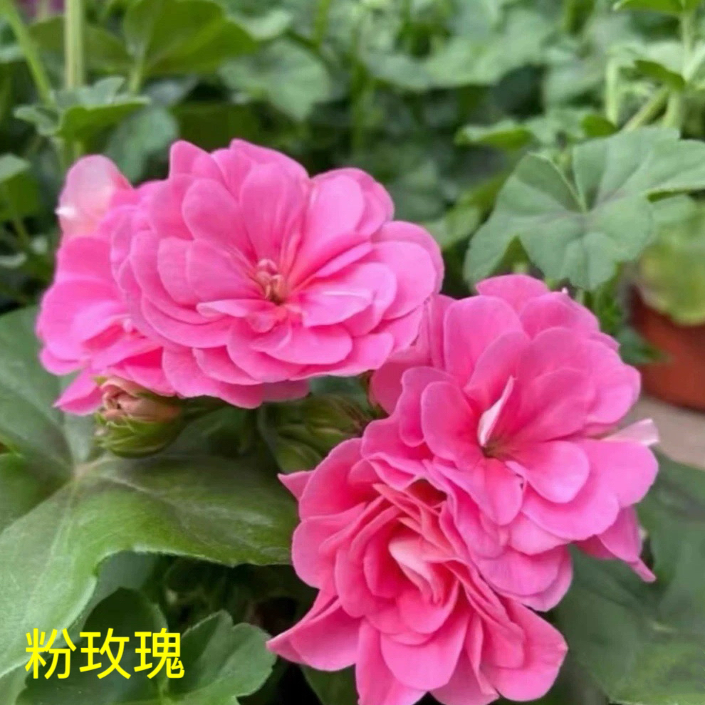 天竺葵花卉【粉玫瑰】垂钓