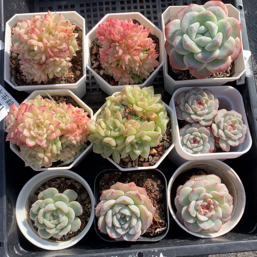 1025-24 套餐一组