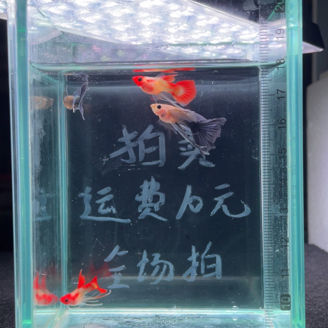 孔雀鱼长公孔雀鱼四条