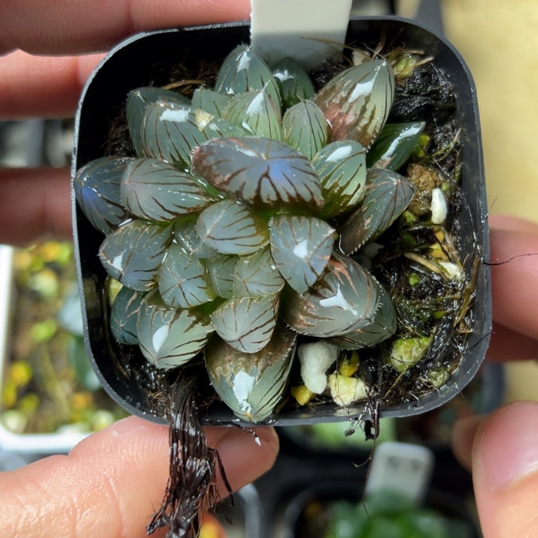 86龙爪玉露锦一物一拍