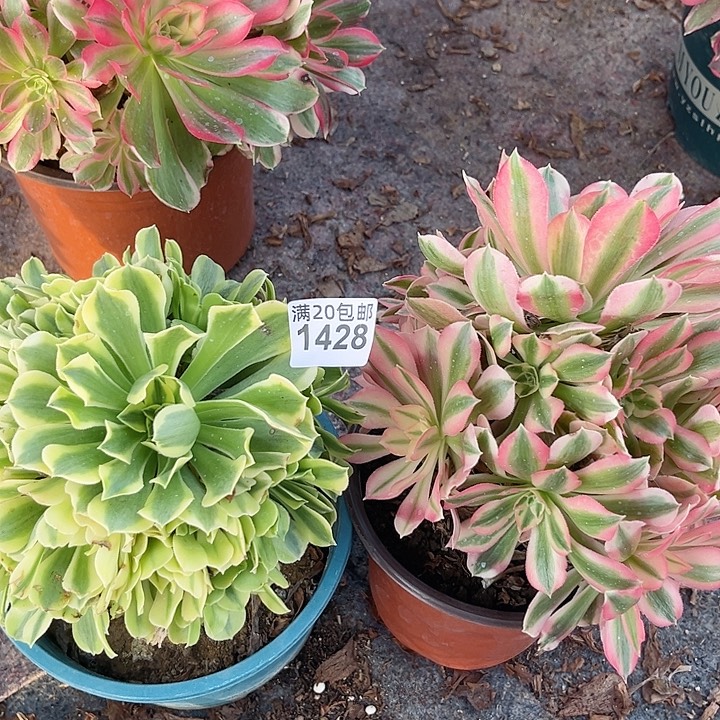 一颗绿豆沙+一颗男神1428