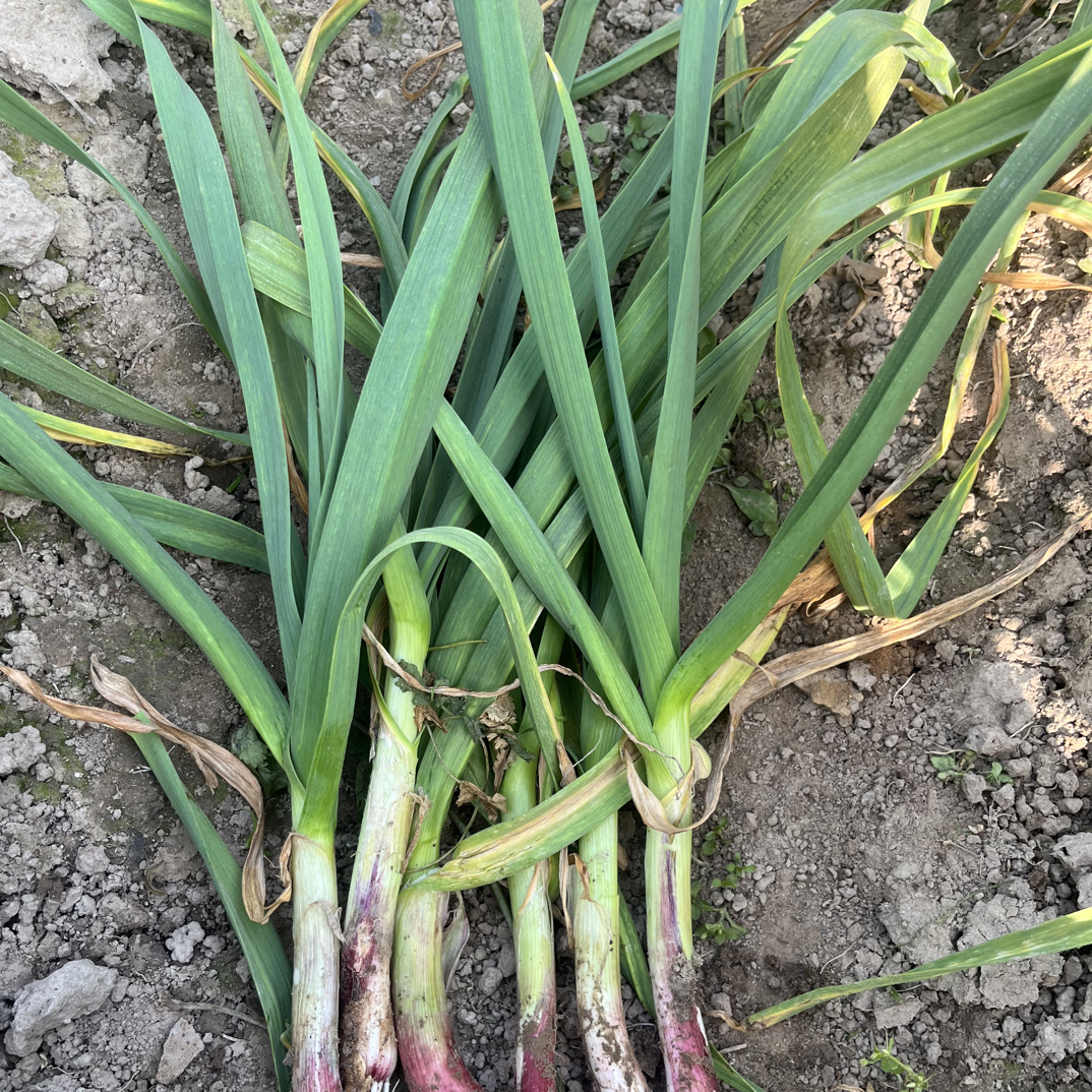 信阳光山本地蒜苗红皮蒜苗老品种蒜苗3斤包邮