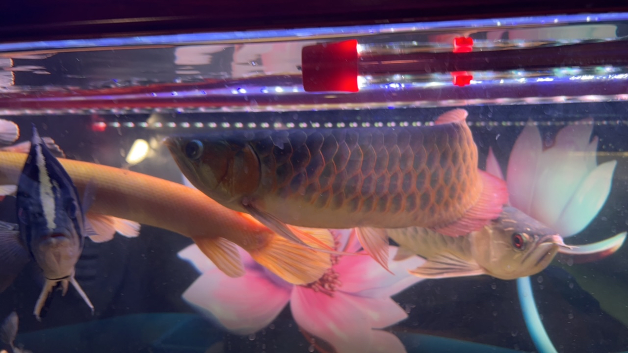 红金龙吐珠 旺家鱼