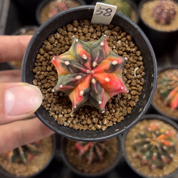 名品侧芽自根带盆土发货
