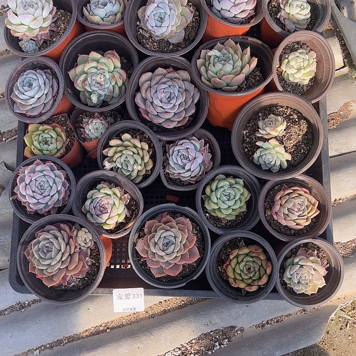 直播福利一物一拍331