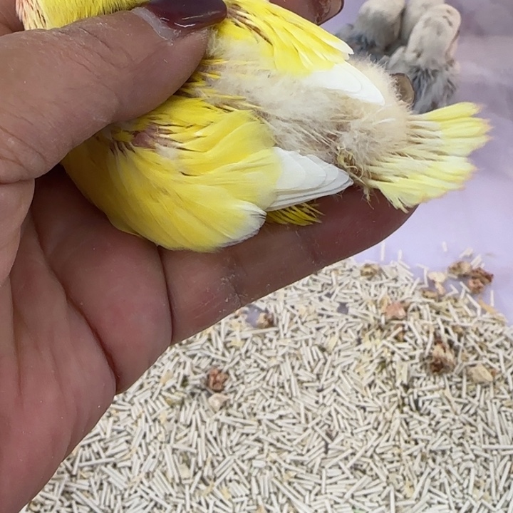 桃脸牡丹鹦鹉十*.