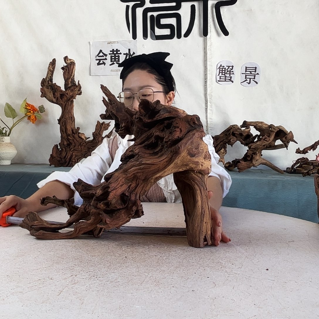 沉木造景寄居蟹造景