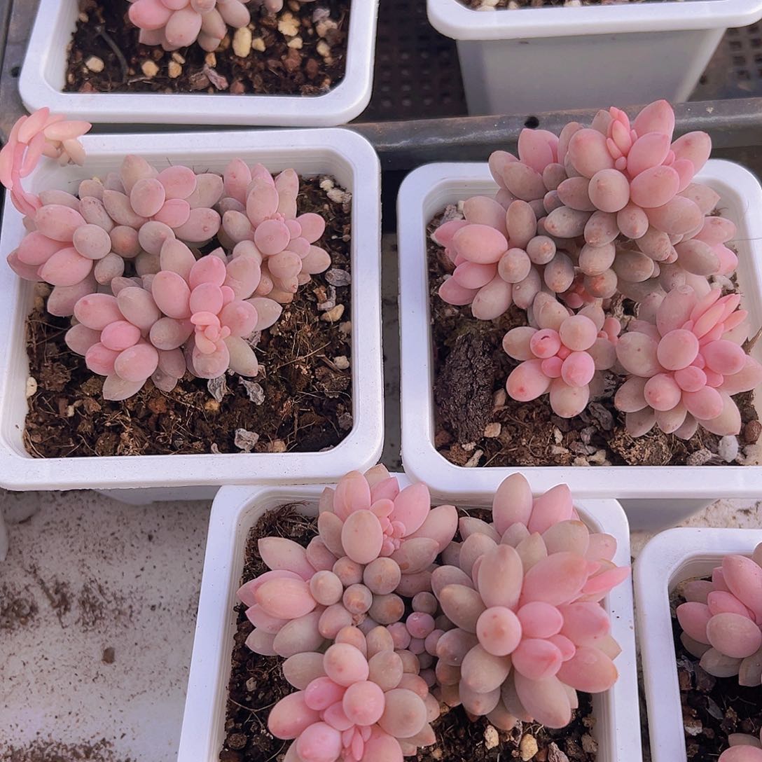 十方手指带盆带土19包邮