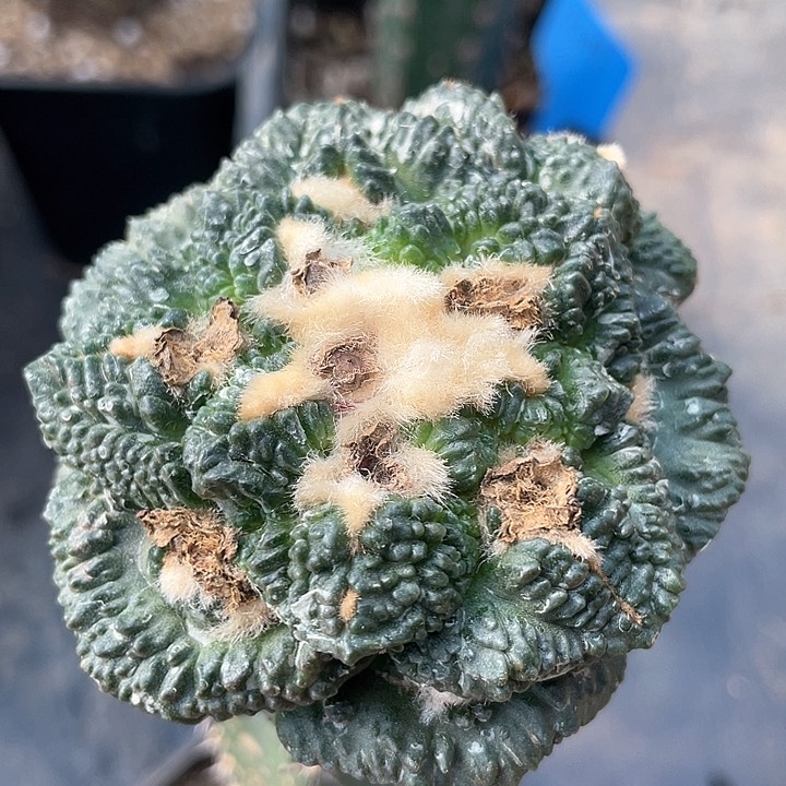 仙人球袖浦接哥斯拉115