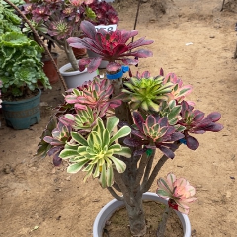 058嫁接多品种多肉法师