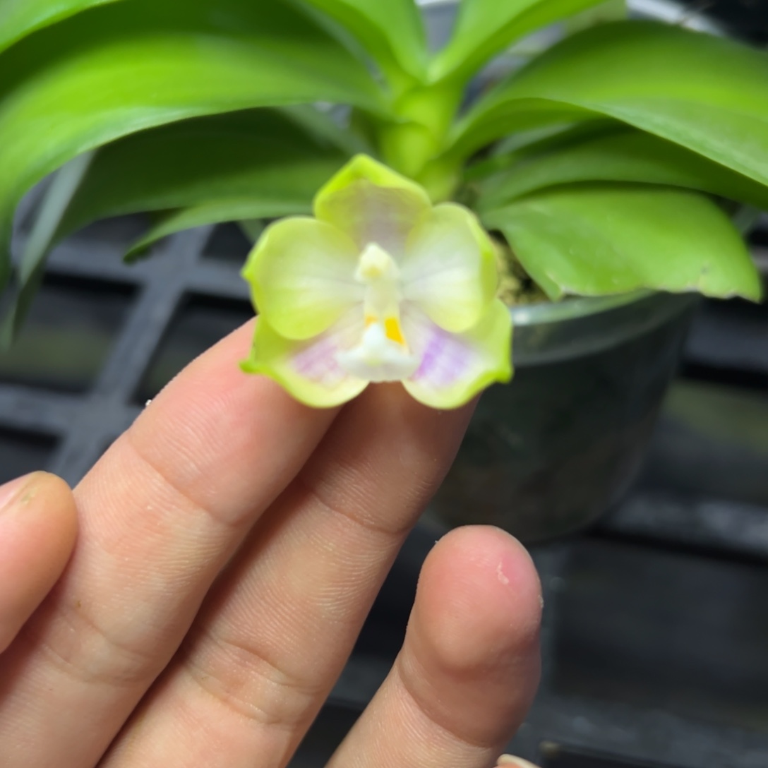 完全开放l625三寸ys1233