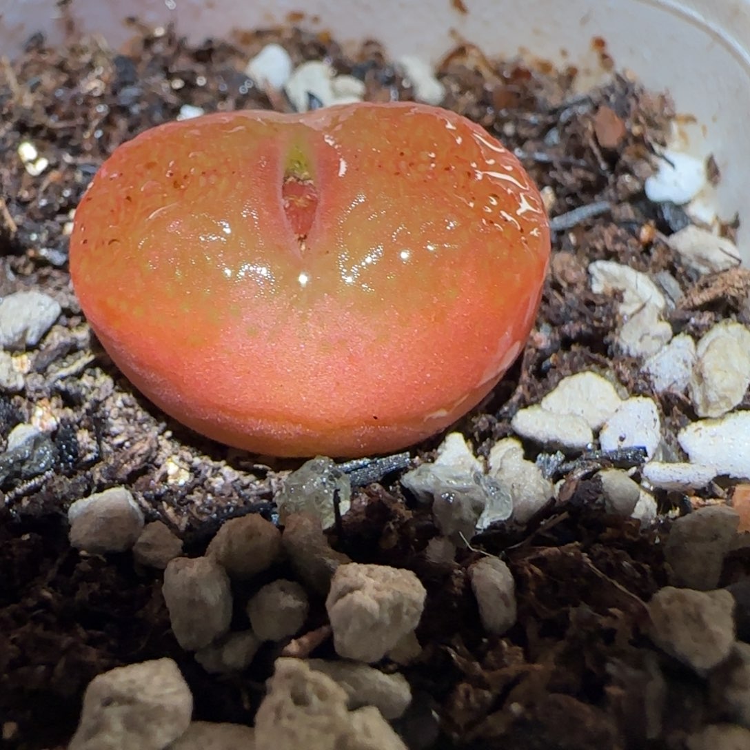 肉锥多肉植物百科5-水蜜桃579