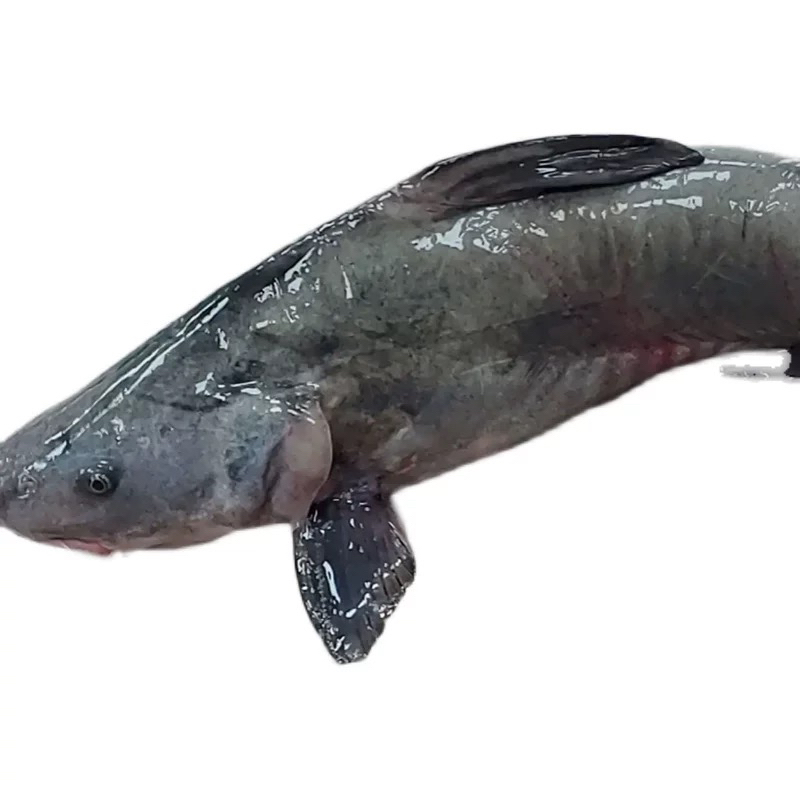 ［万源优选］鲜活江团