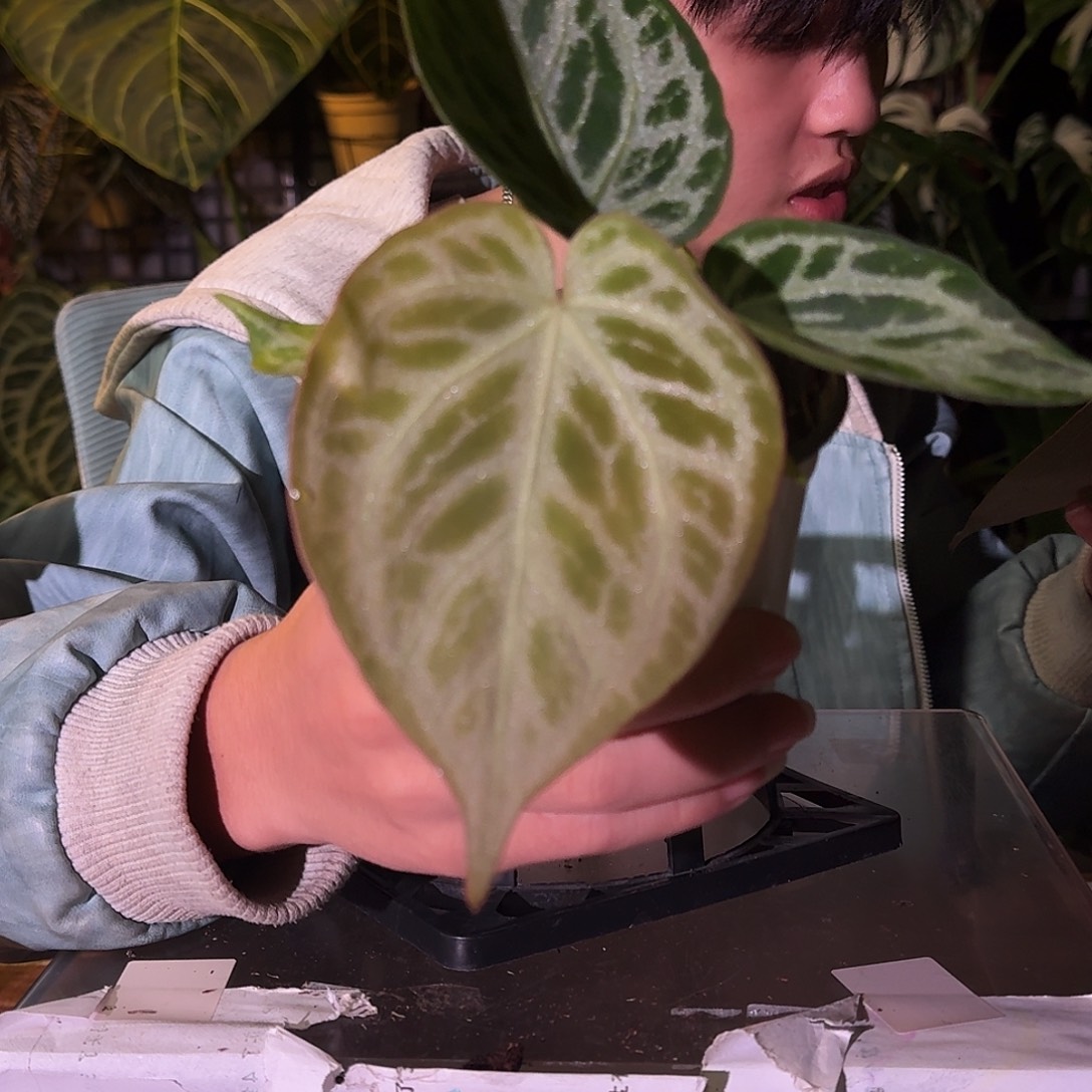 不开花植物E60闪耀杂黑色面纱