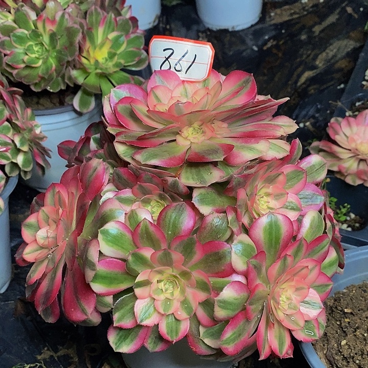 倾城老桩捧花861号