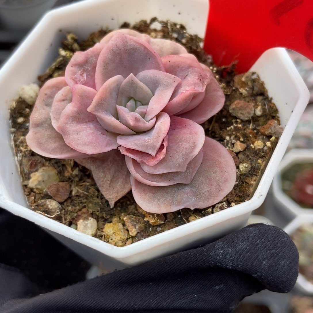 2098可爱玫瑰锦多肉植物
