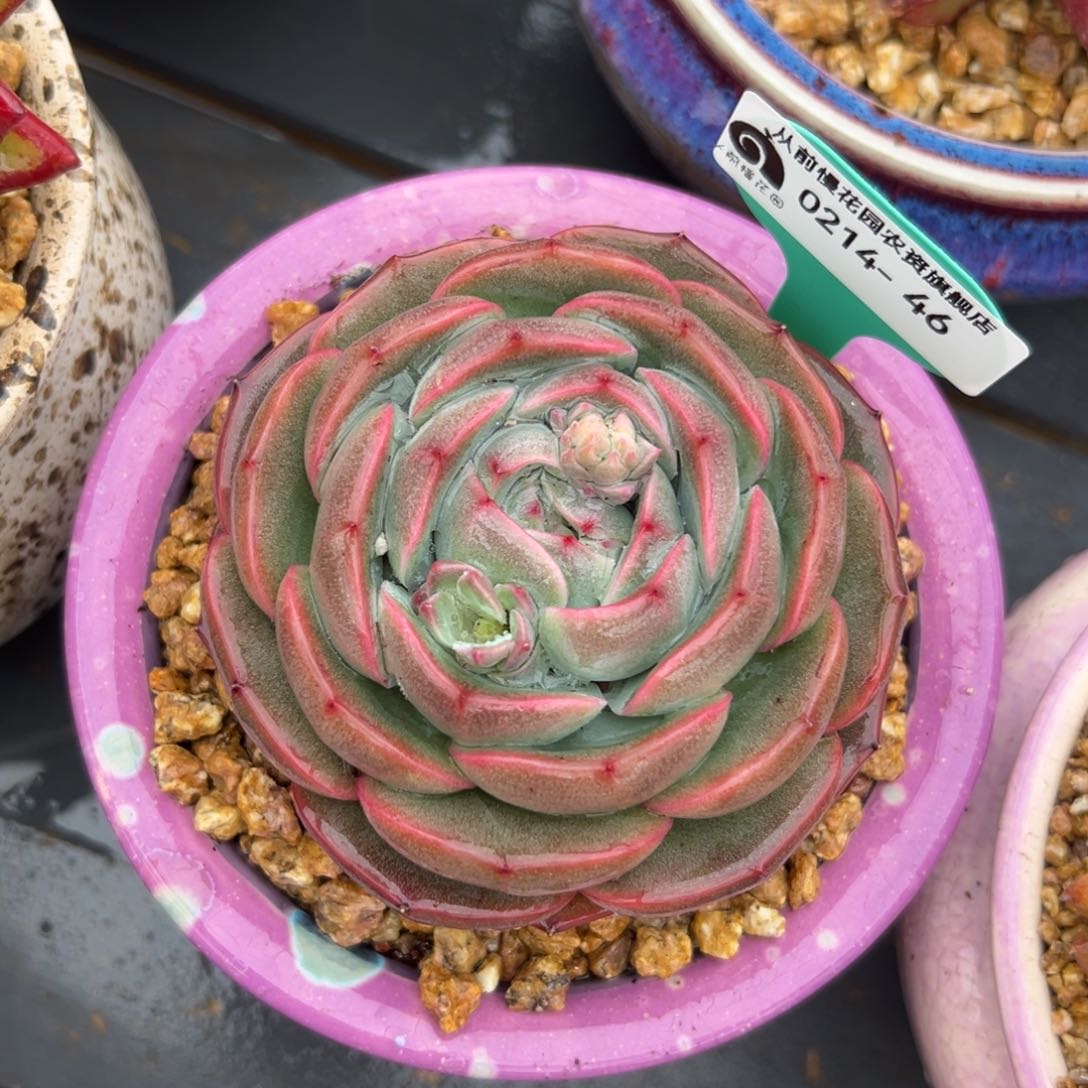 多肉一物一拍0214-46