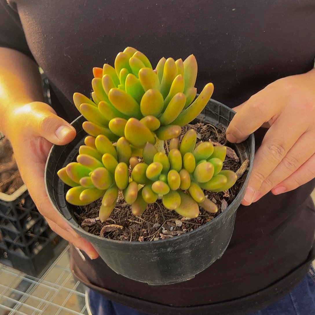 金禅三头起发多肉