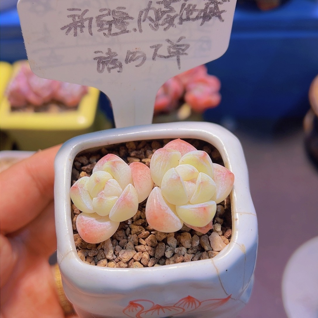 奶油冰玉，送盆带盆发货，