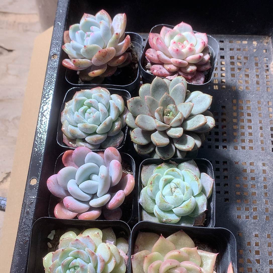 多肉植物带盆8颗