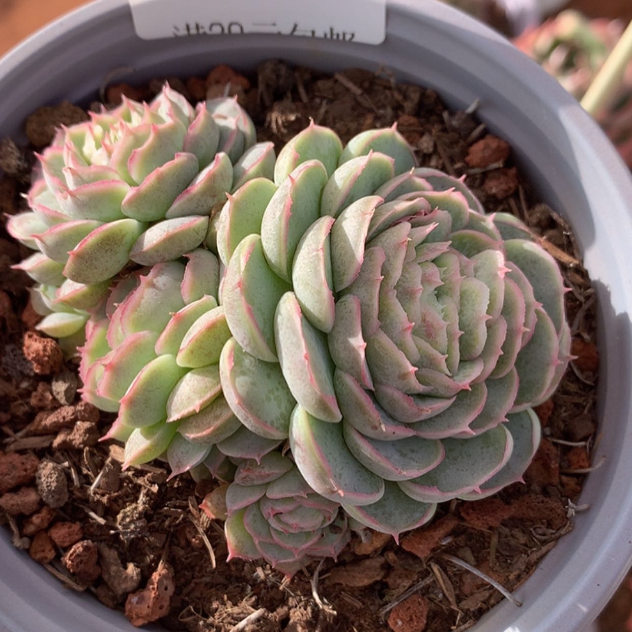 【闪购商品】云58号水晶扇贝8厘米