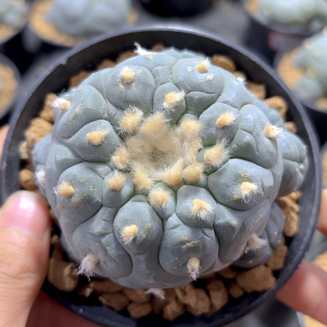 G530哥哥哥哥哥哥哥哥