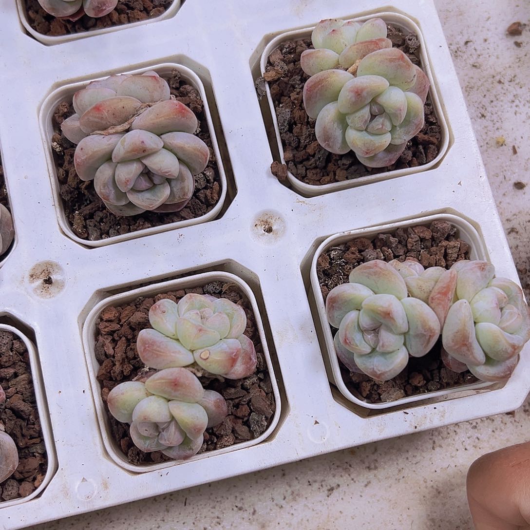 双头精品冰玉2盆19包邮