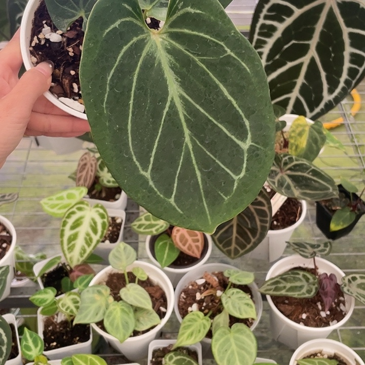 完全开放kos进口养定