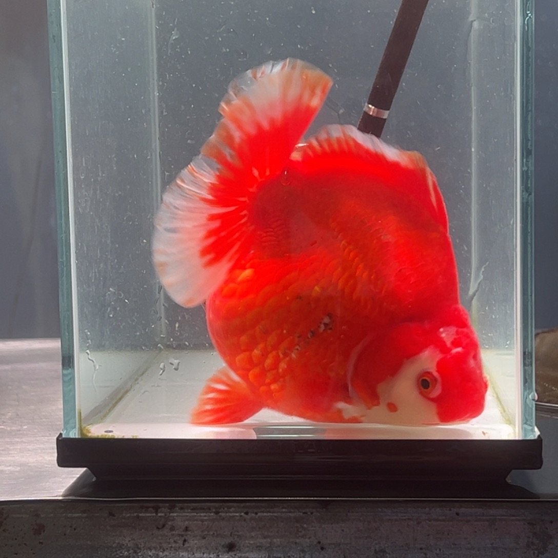 金鱼擦伤071。 65554566555555