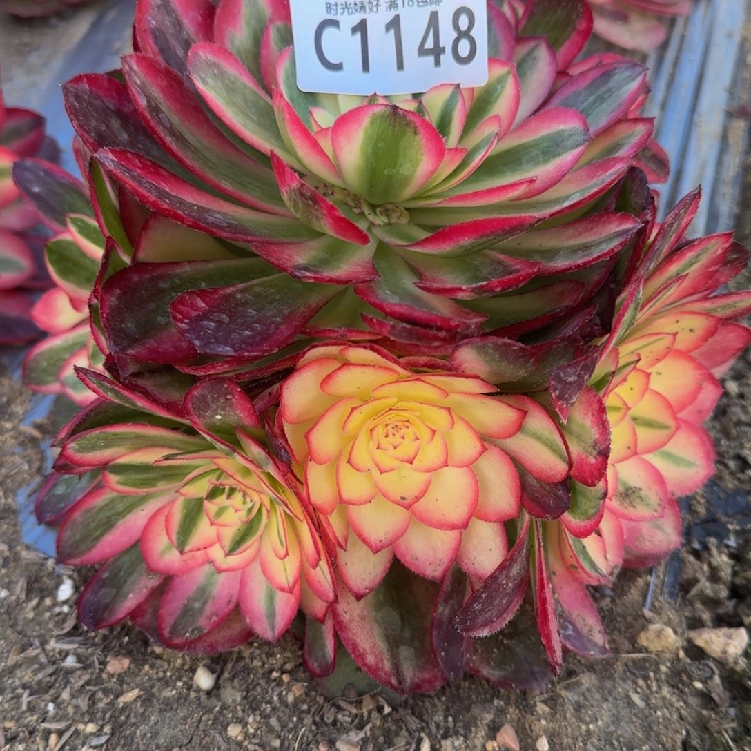 1148荔枝多肉植物