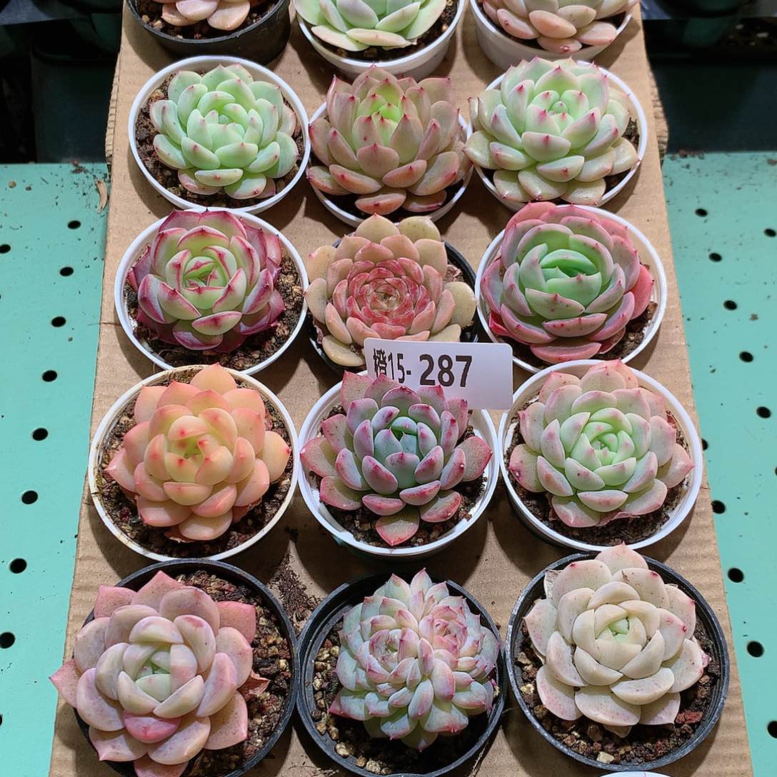 15-287一物一拍带盆18颗