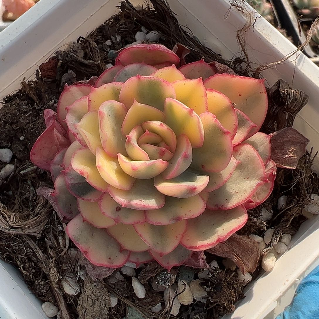 般若锦，覆轮锦多肉植物