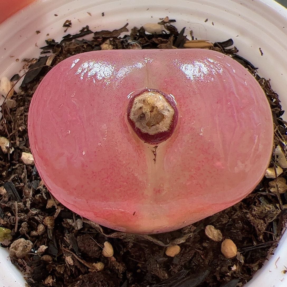 【闪购商品】353 带盆