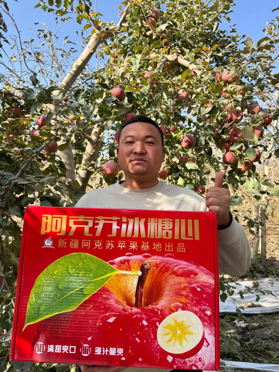 新疆阿克苏冰糖心苹果   自家果园红旗坡直发（顺丰包邮）