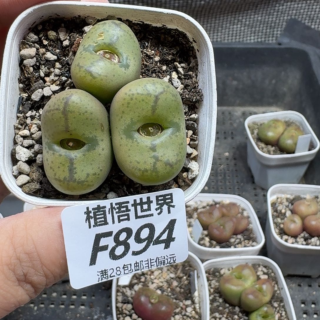 的润泽的人生多肉植物