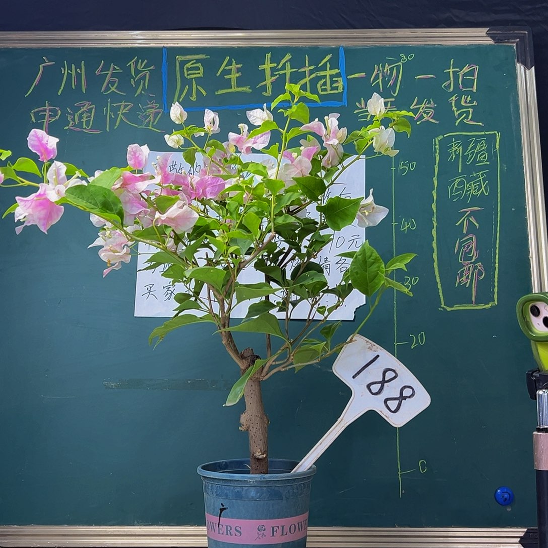 当前无花栽培后可以开花 粗杆 广红樱  188