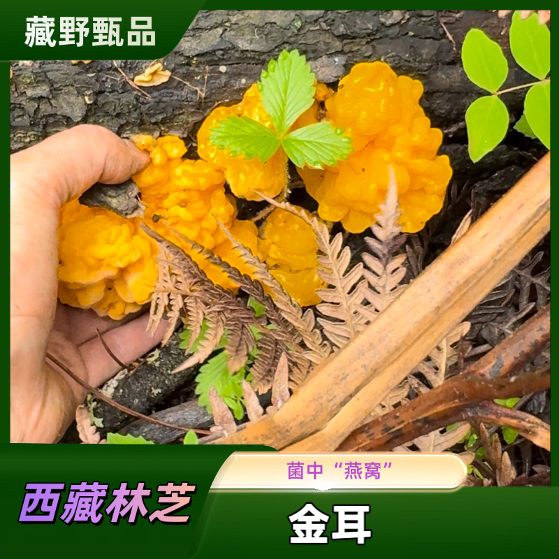西藏林芝野生金耳