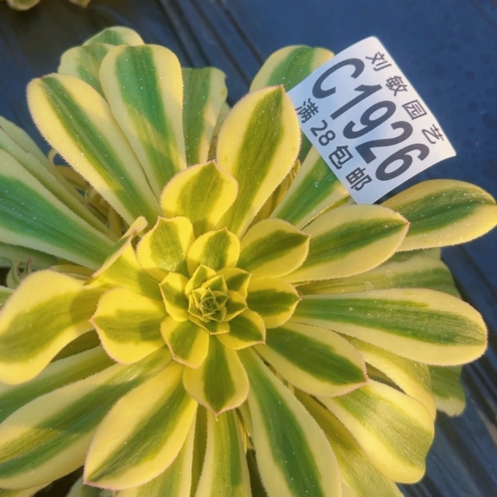 保时捷多肉植物法师1926