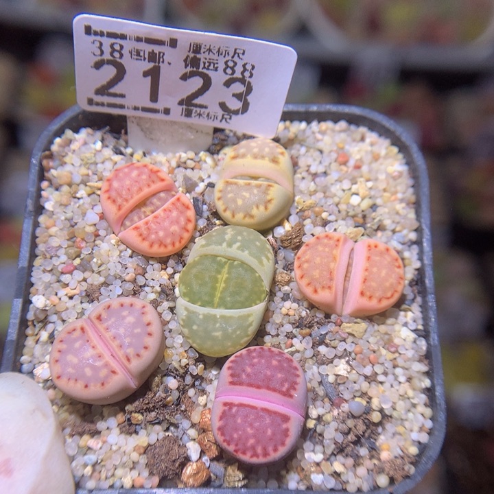 Sss精品生石花2123