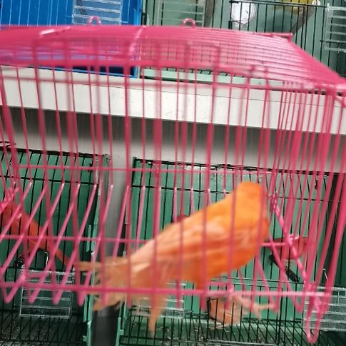 花***人虎皮鹦鹉缺毛大红袍母一只