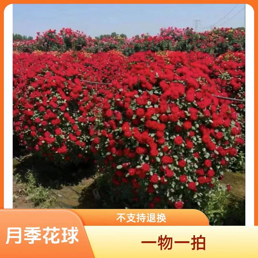 月季球小女孩一物一拍