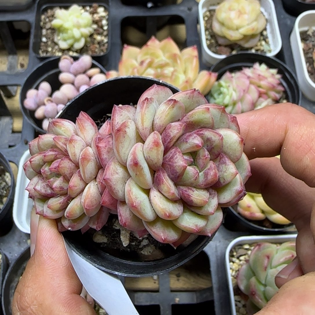 一物一拍惊鹊14202