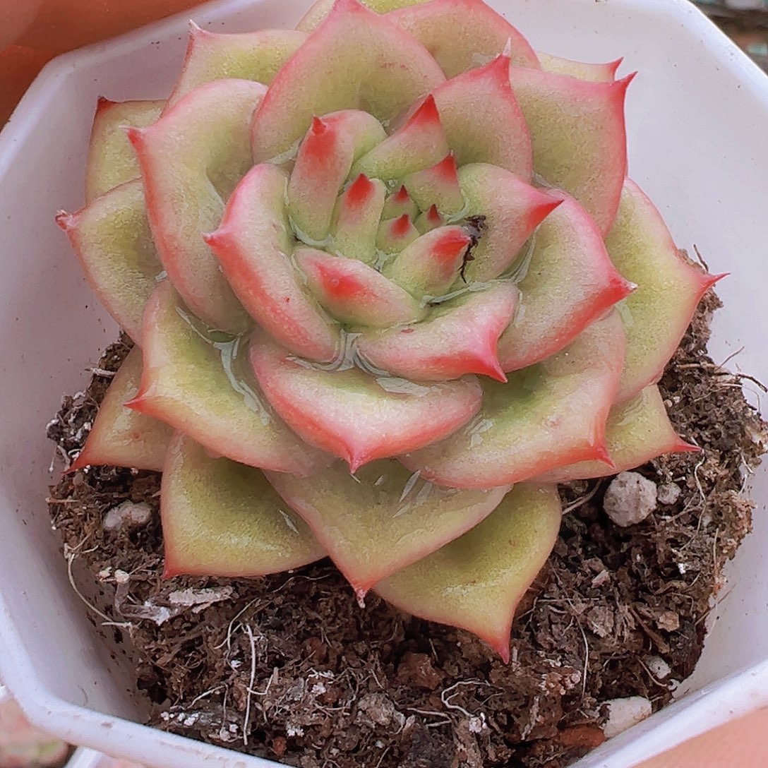 林肯玛利亚19包邮多肉