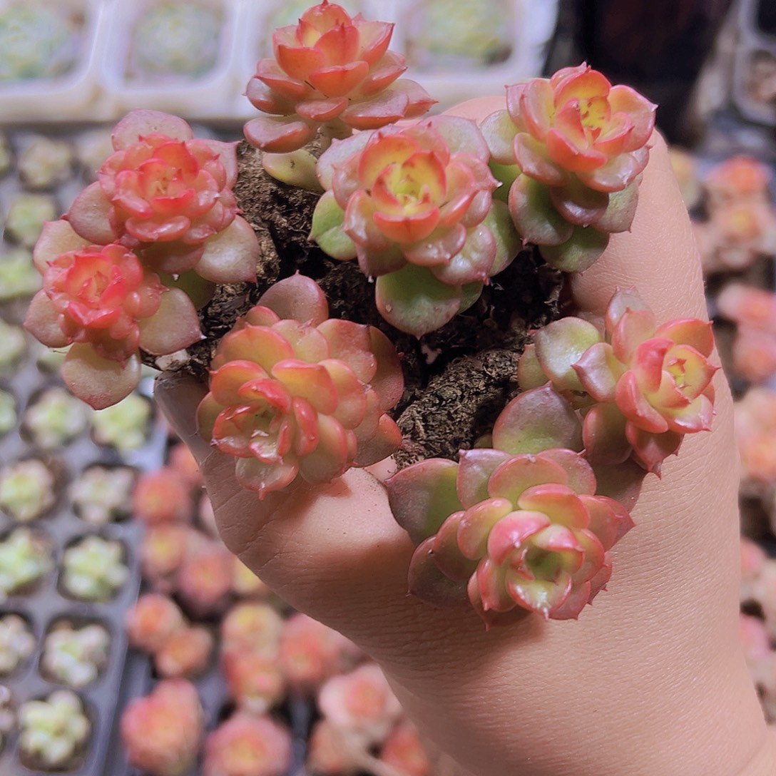 蜡牡丹5个19包邮多肉植物