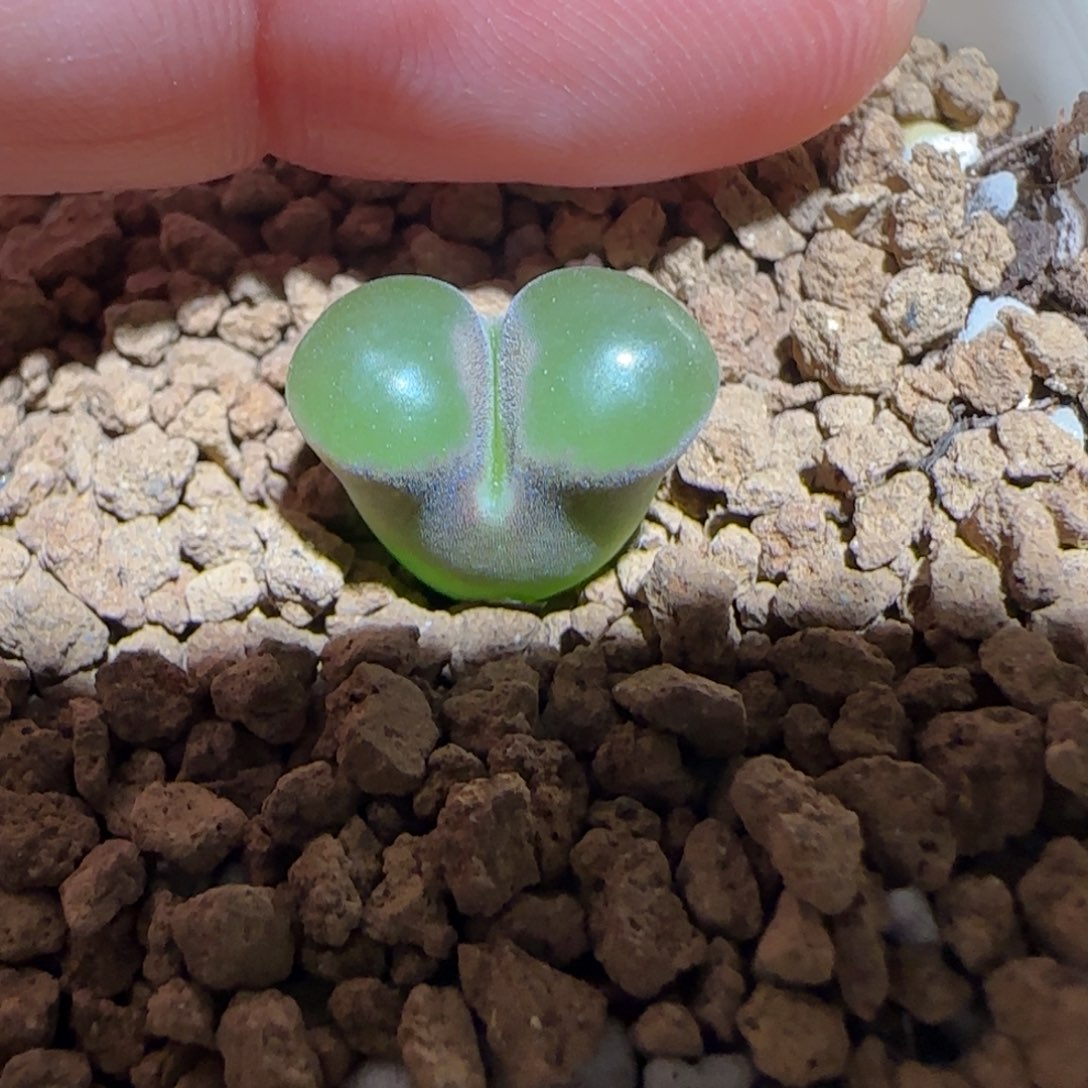 肉锥多肉植物组合-磁铁1226