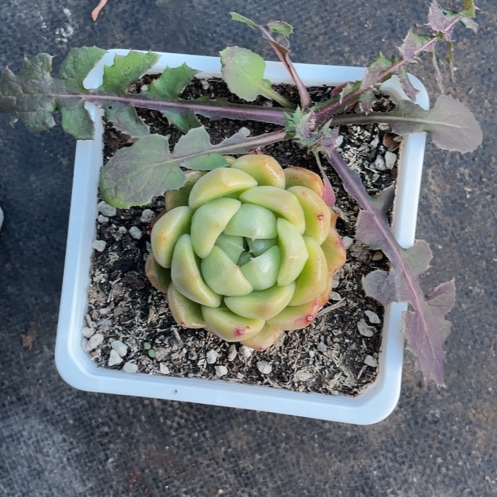 灯泡珍妮福利带盆发货