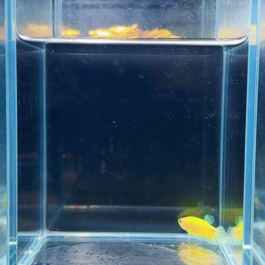 斗鱼活体观赏鱼好养耐活