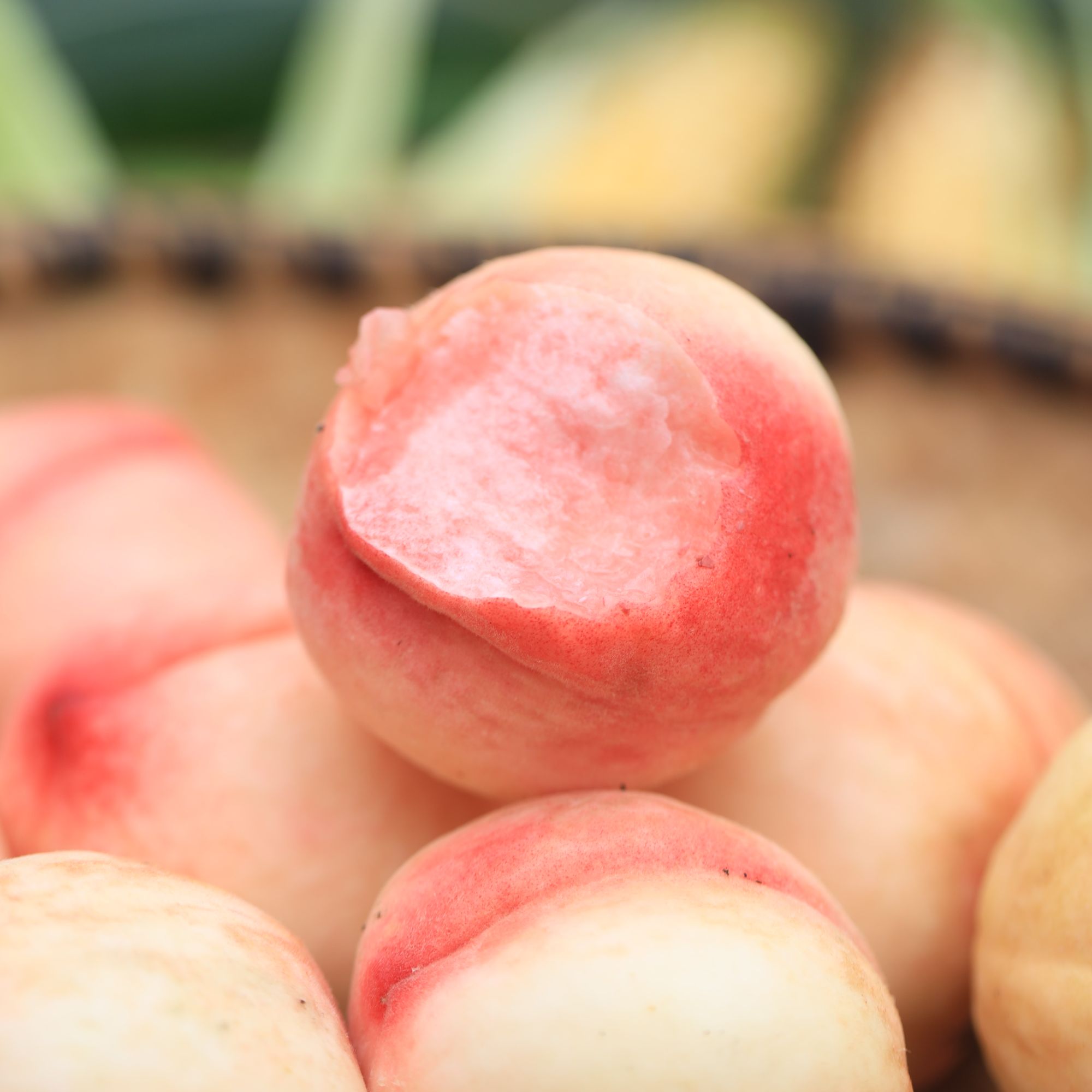 村姑阿香贵州大山种植梦歌田园水蜜桃新鲜现摘水蜜桃